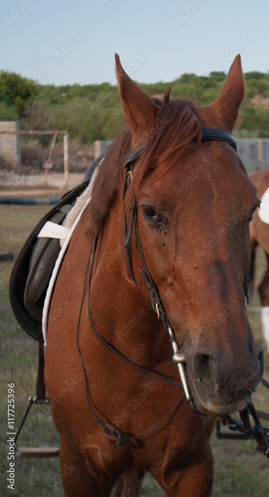 Obraz premium Horse looking at the camera