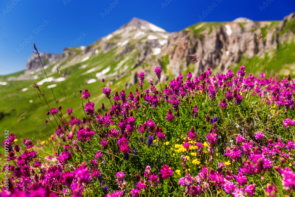 Field of first blooming spring flowers on the background of mountains in sunlight. Lago-Naki, Adygea