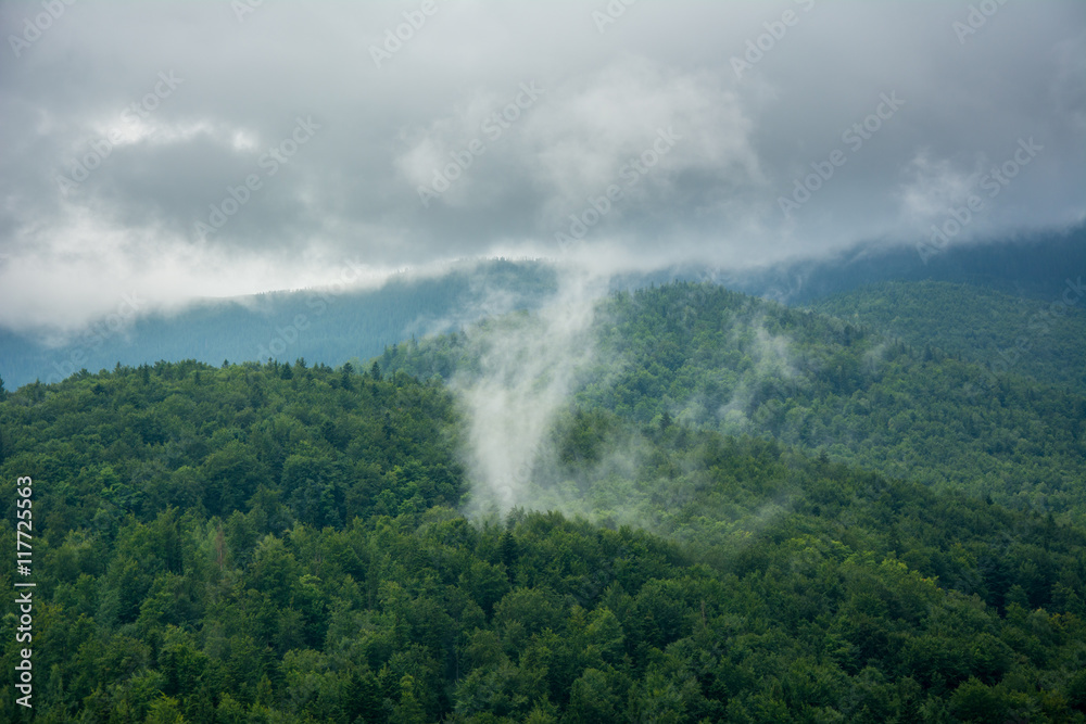 Evaporation over the forest after rain in the Carpathians