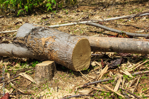 wood logs in fores