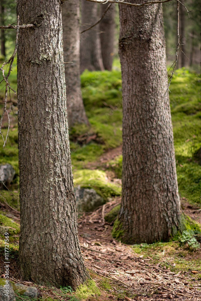 Tronchi di alberi e sottobosco Tronchi di alberi e sottobosco