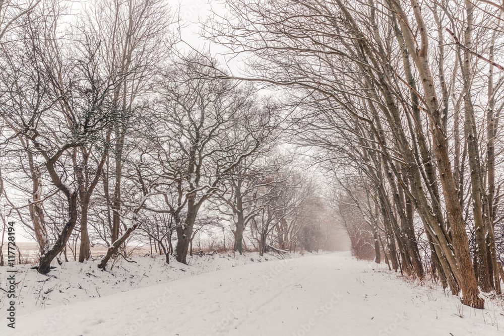 Nature path covered with snow
