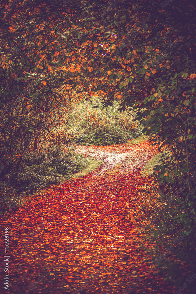 Autumn leaves on a forest trail