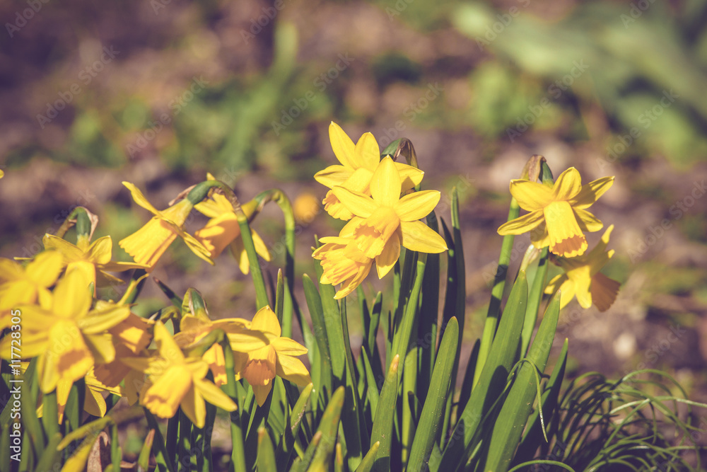Obraz premium Daffodils flowers on a row in the spring