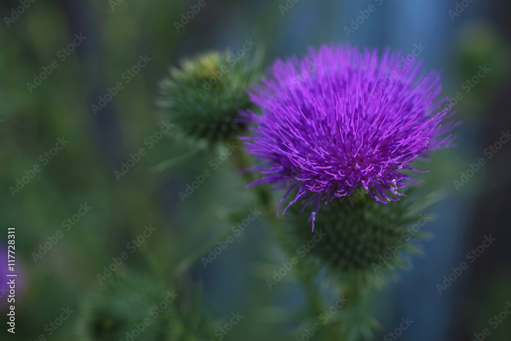Agrimony flowers in the field. Green background with flowers of a prickly burdock