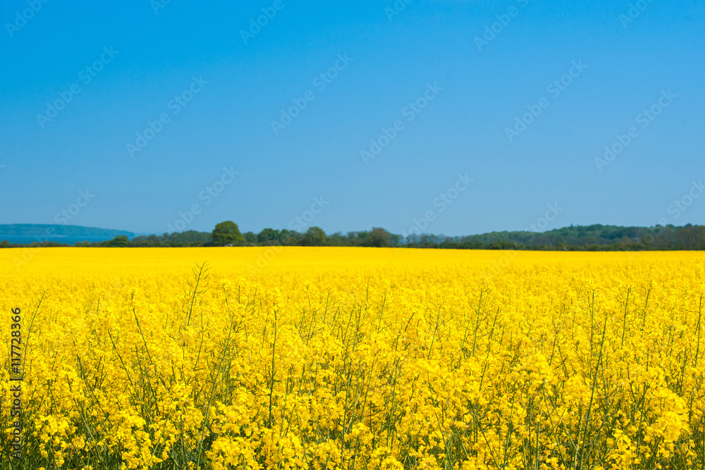 Landscape with a rapeseed field Landscape with a rapeseed field