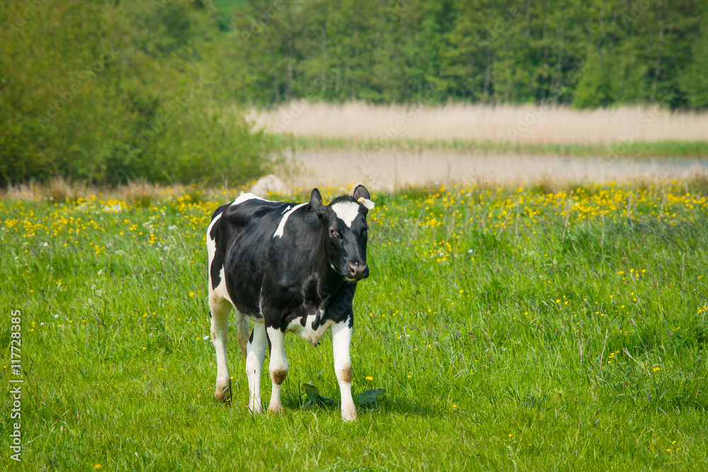 Holstein Friesian cow standing on a field Holstein Friesian cow standing on a field