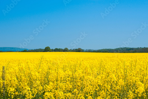 Landscape with a rapeseed field