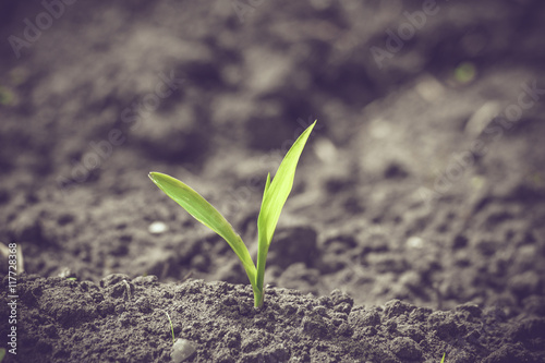 Green corn sprout in black soil