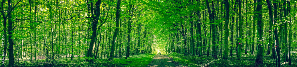 Obraz premium Sceneria panoramy z drogą w lesie
