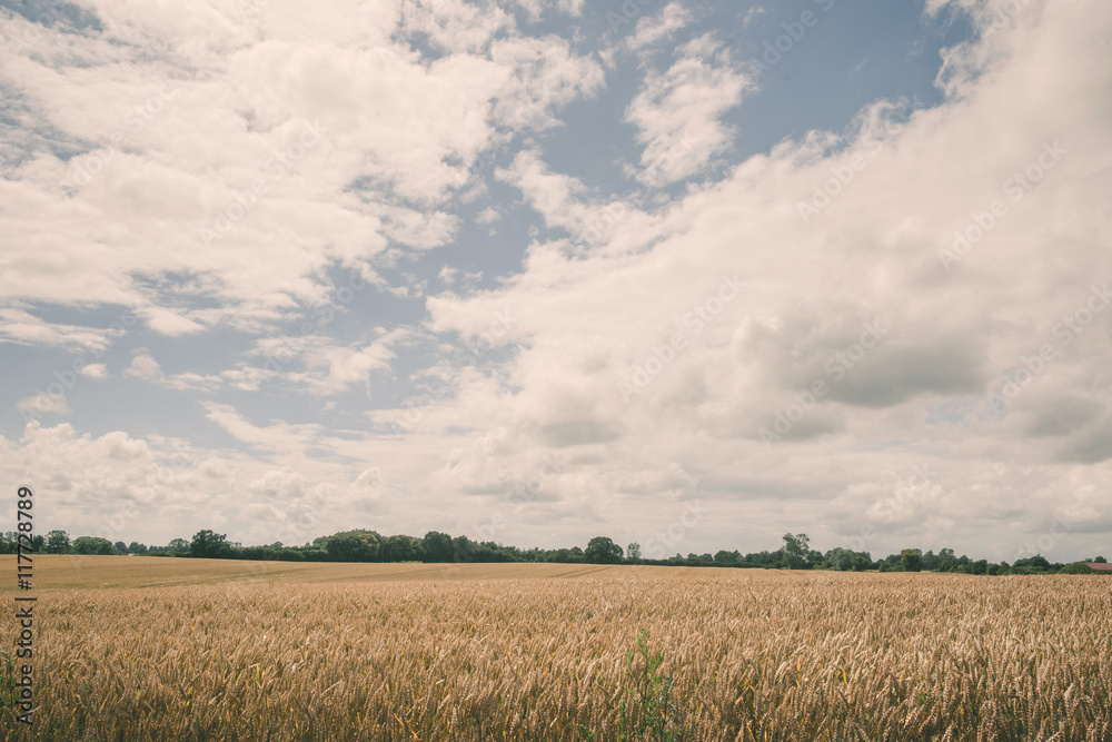 Grain crops on a field