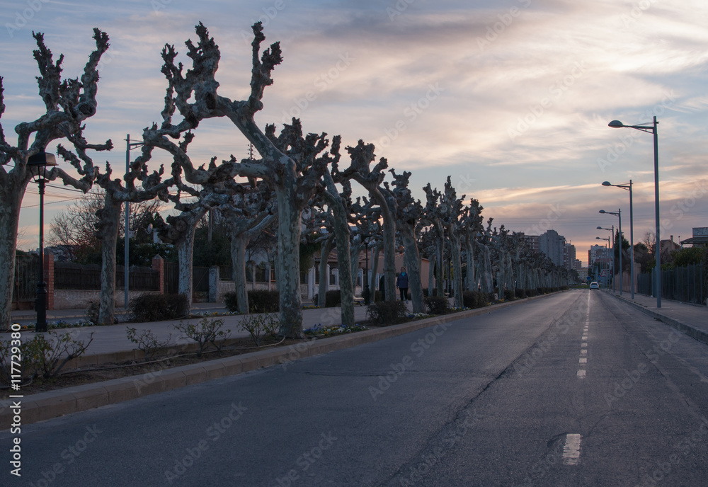 dead trees and a road at sunset