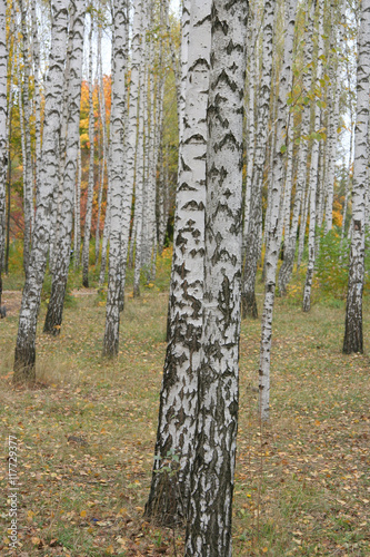 Fototapeta Naklejka Na Ścianę i Meble -  Russian birches in autumn season