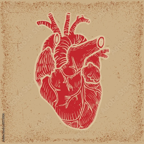 Human heart