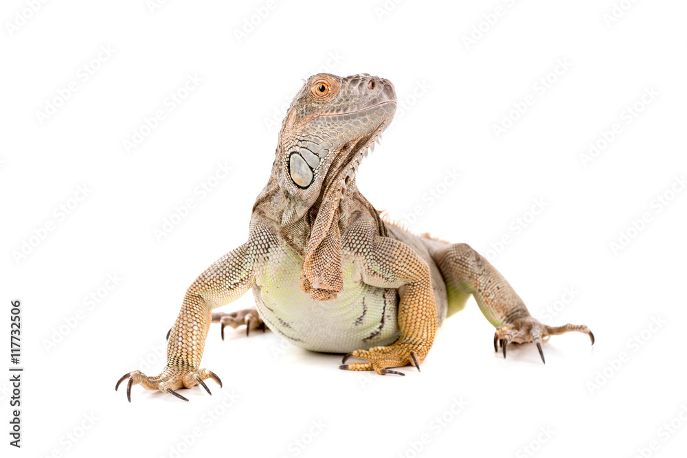 Obraz premium Iguana