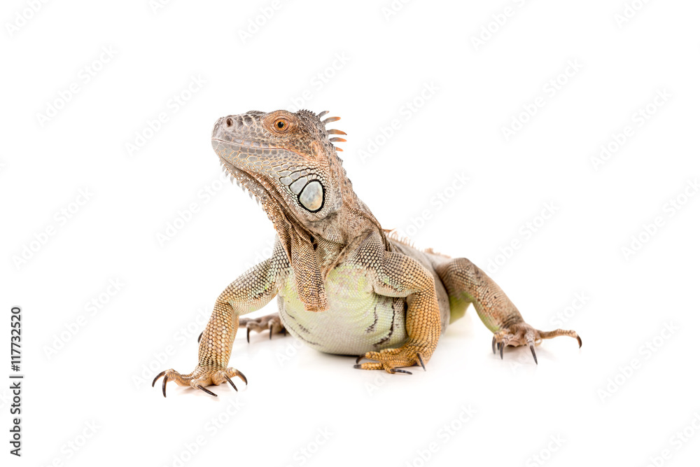 Obraz premium Iguana