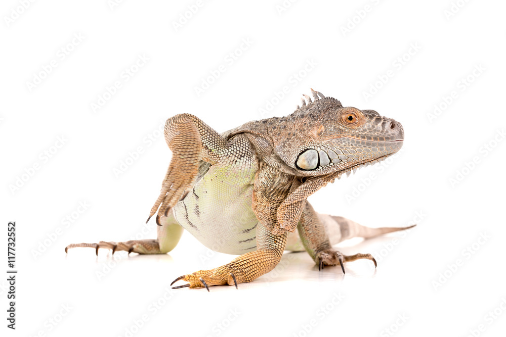Obraz premium Iguana