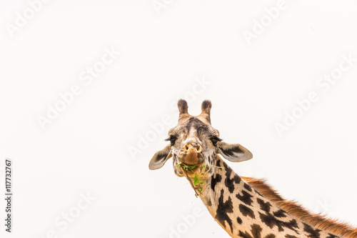 Fototapeta Naklejka Na Ścianę i Meble -  Portrait einer Giraffe