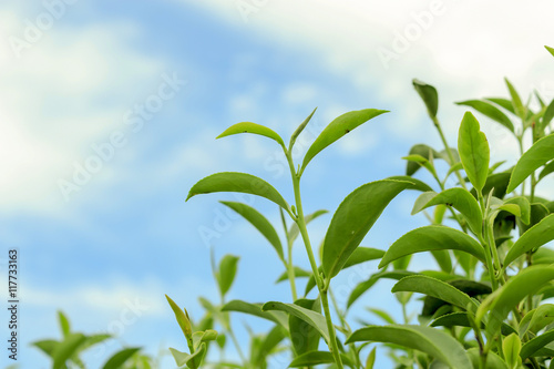 tea leafs with sky background  over light