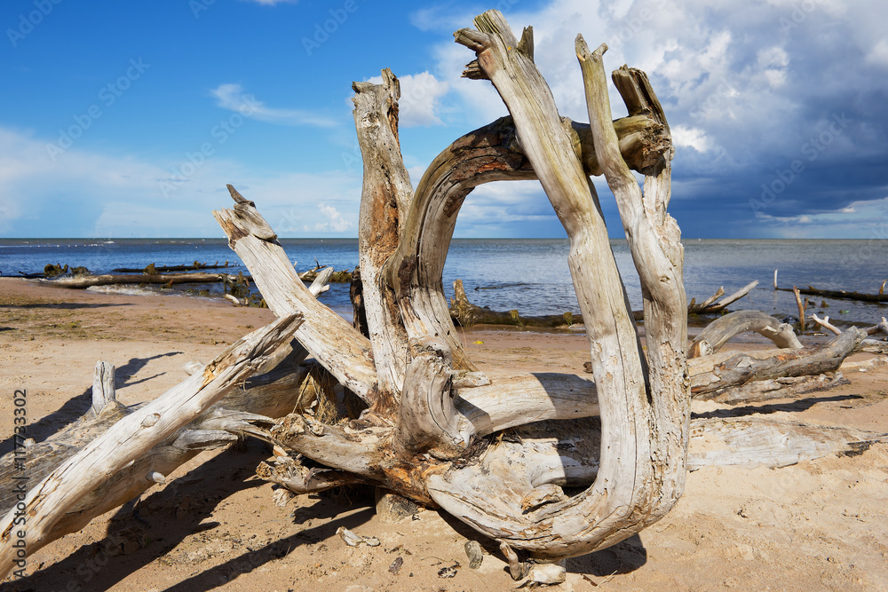 Fototapeta premium Weathered wood at the sandy beach of the Baltic sea in Koka, Latvia.