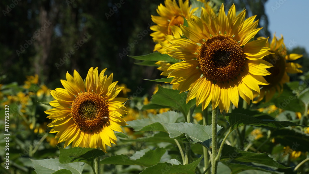 Fototapeta premium Blooming sunflower heads in cultivated crop field