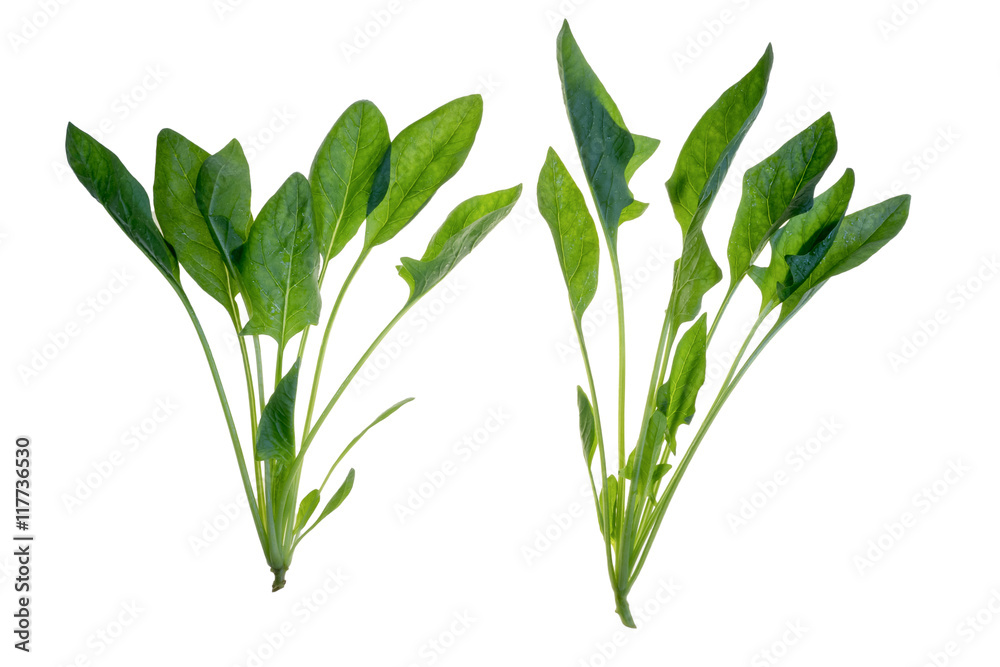 Fototapeta premium Spinach on white background