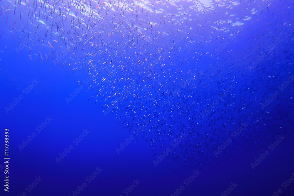 小魚の群れ 小魚の群れ