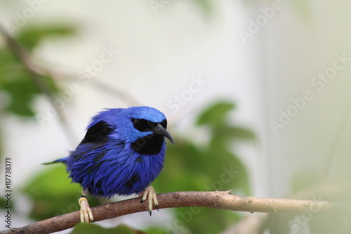 Red Legged Honeycreeper photo