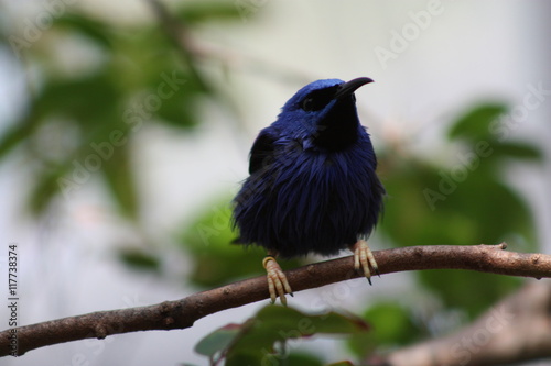 Red Legged Honeycreeper photo