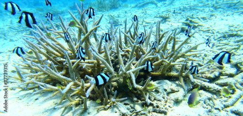 宮古島 珊瑚の根と熱帯魚