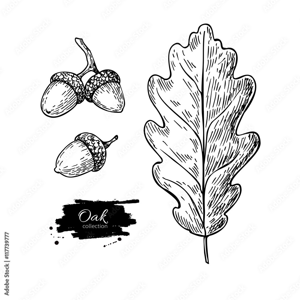 Fototapeta premium Vector oak leaf and acorn drawing set. Autumn elements.