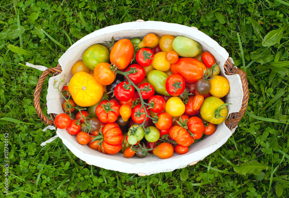 Fotografie colorful tomatoes in basket