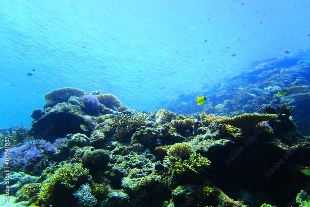 宮古島　八重干瀬の珊瑚礁