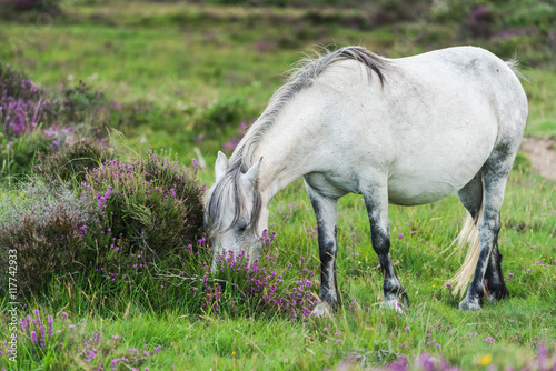 wild horse grazing in heather