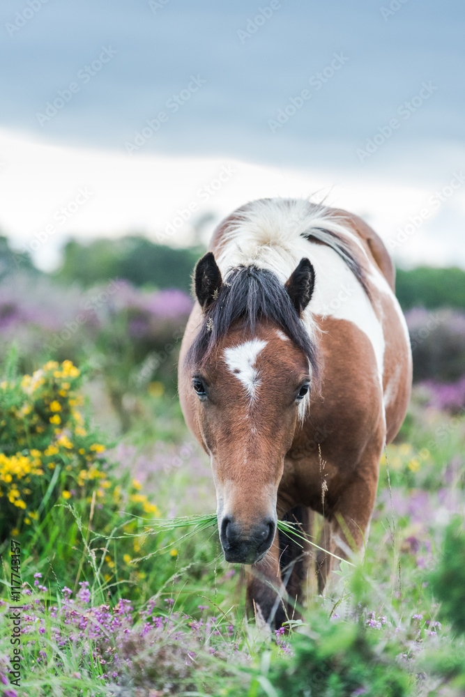 wild horse grazing in heather