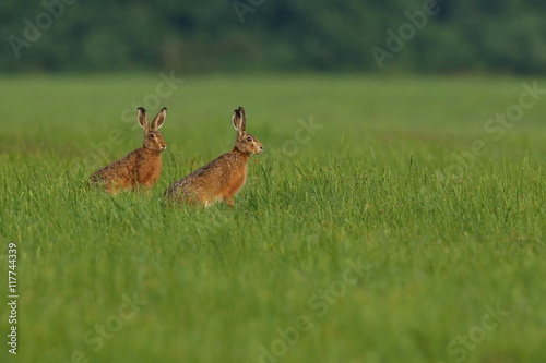 two hares in the beautiful light on green grassland,european wildlife, wild animal in the nature habitat, czech republic, lepus europaeus