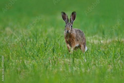 hare in the beautiful light on green grassland,european wildlife, wild animal in the nature habitat, czech republic, lepus europaeus