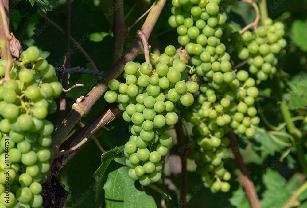 Rebe an einem Weinstock an der Mosel