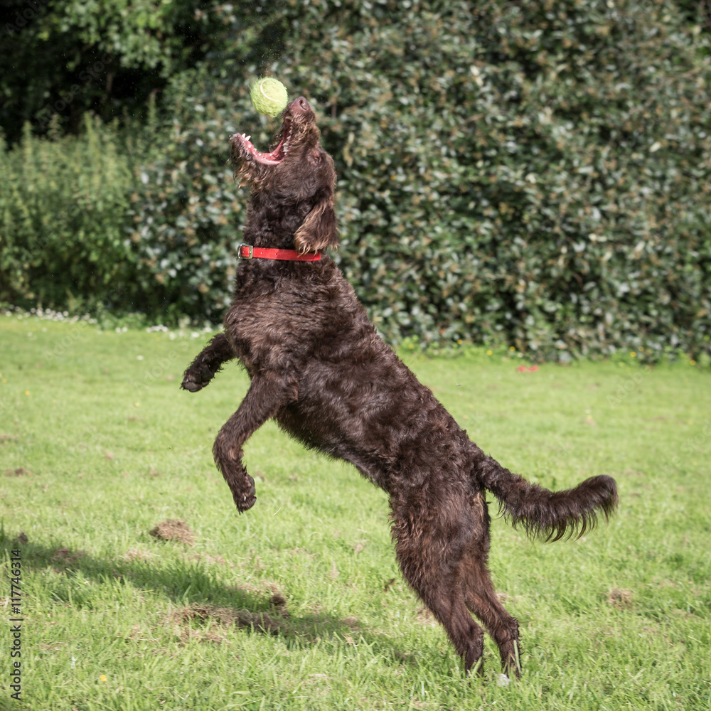 Labradoodle Labradoodle