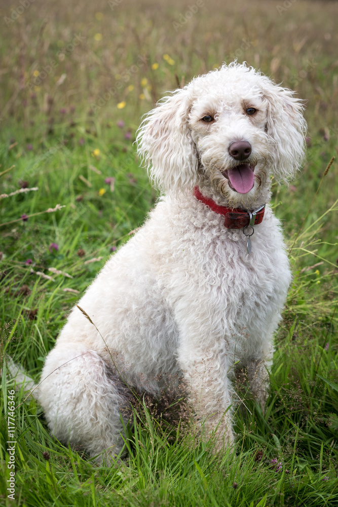 Labradoodle