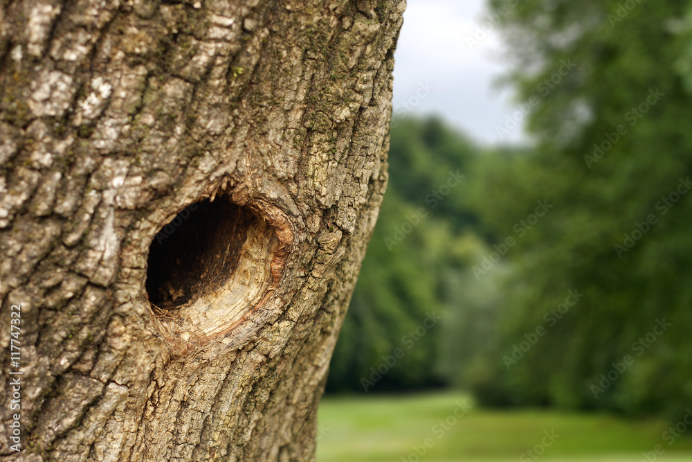 Hole in tree trunk