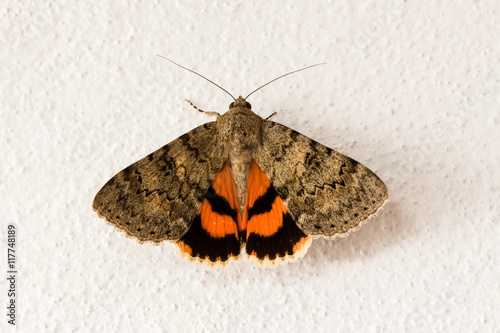 Eurasian catocala moth photo