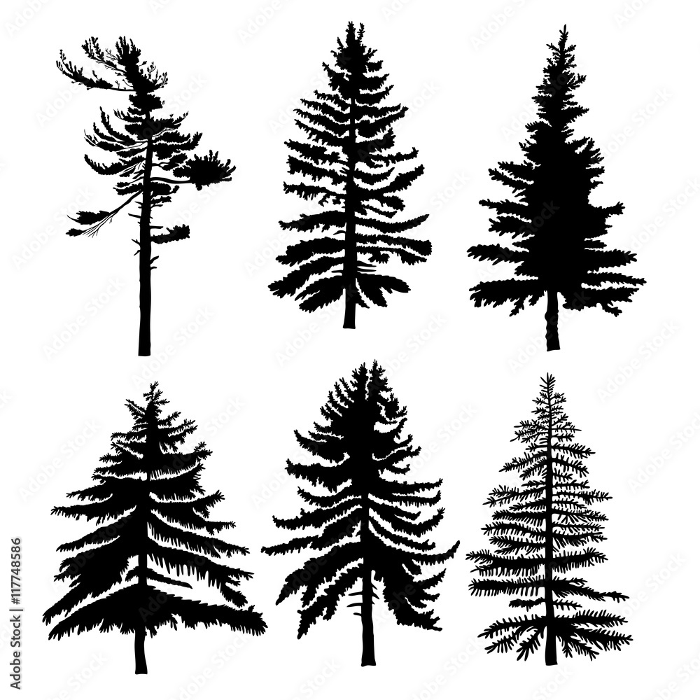 Obraz premium Fir trees set isolated on white background illustration. Collection of black coniferous trees silhouettes. Hand drawing.