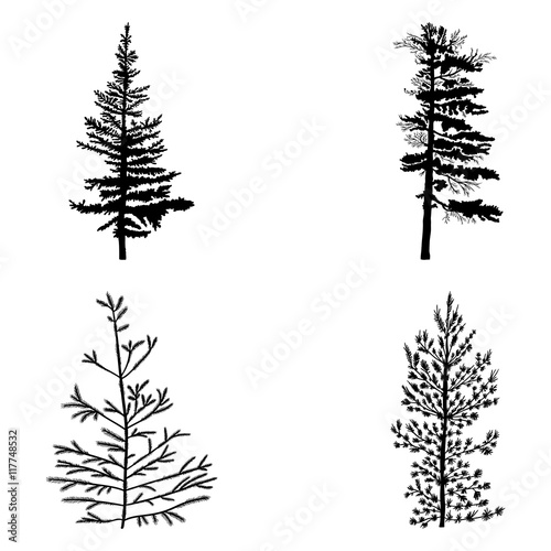 Fir trees set isolated on white background illustration. Collection of black coniferous trees silhouettes. Hand drawing. 