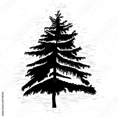 Fir tree on white textured background illustration. Black coniferous tree silhouette. Hand drawing. 
