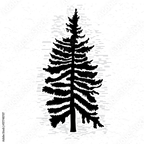 Fir tree on white textured background illustration. Black coniferous tree silhouette. Hand drawing. 