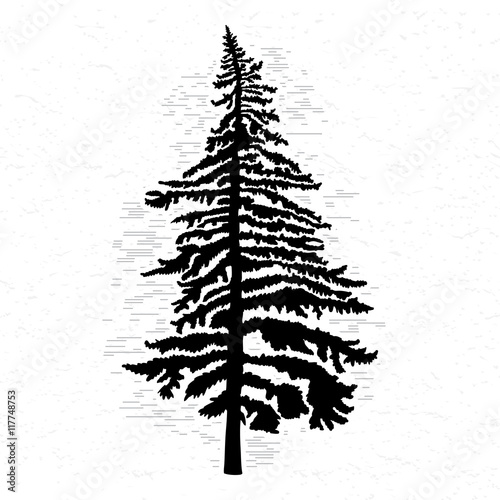 Fir tree on white textured background illustration. Black coniferous tree silhouette. Hand drawing. 