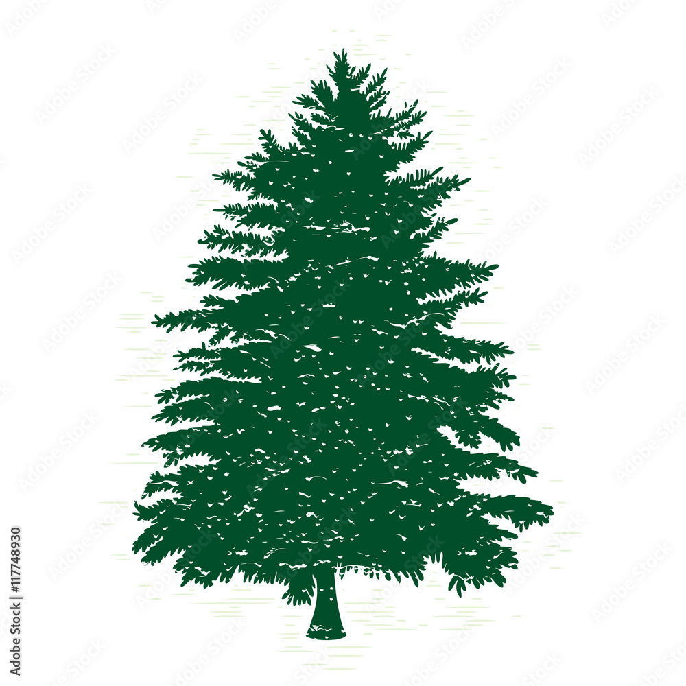 Hand drawn textured fir tree vector illustration. Silhouette of the grunge pine tree.