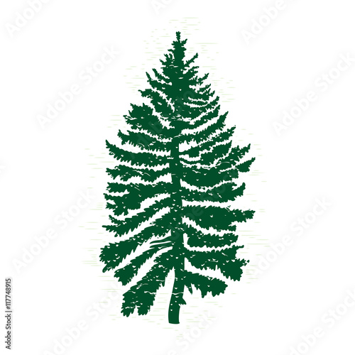 Hand drawn textured fir tree vector illustration. Silhouette of the grunge pine tree.