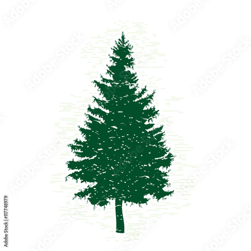 Vector evergreen silhouette of pine and fir tree, conifer tree, nature design element.